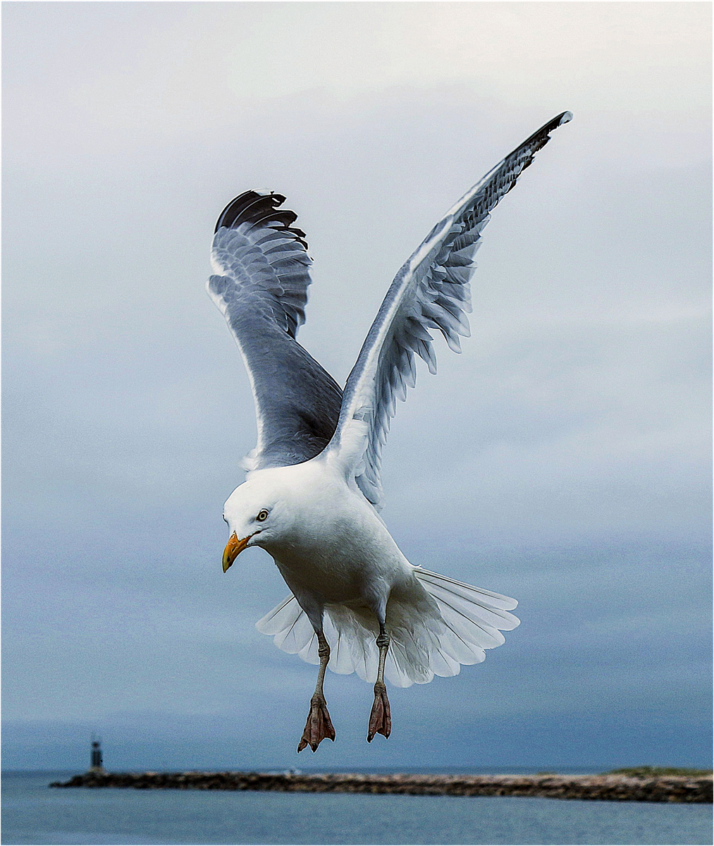 Plekhov Joseph Cleared to land Nature   Ornithological   Class B 20260225